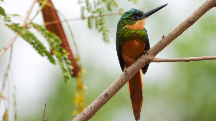 Jacamar Colirrufo (Galbula ruficauda)