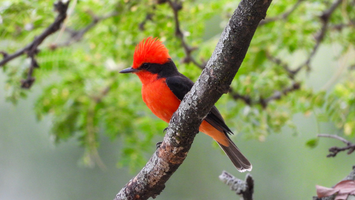 Mosquero Bermellón (Pyrocephalus rubinus)   