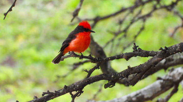 Mosquero Bermellón (Pyrocephalus rubinus)