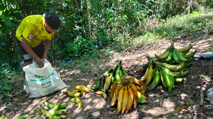Cosecha de plátano.
