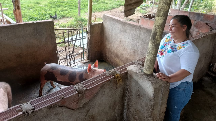 Porcicultura.