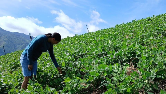 Campesino cultiva el campo.