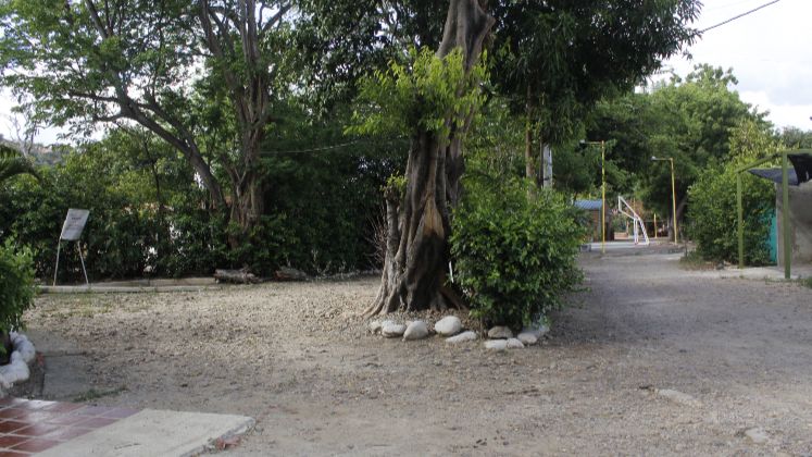 Más de 100 arboles hay en la urbanización