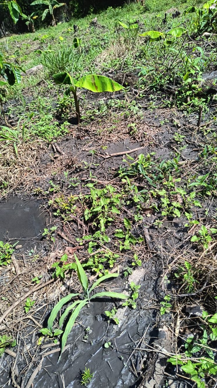 Al menos cinco familias perdieron sus cultivos por este problema