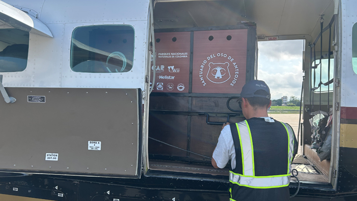 El oso andina será liberado en el Parque Nacional Tamá. 