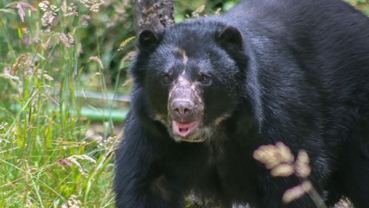 Tamá es el nombre del oso