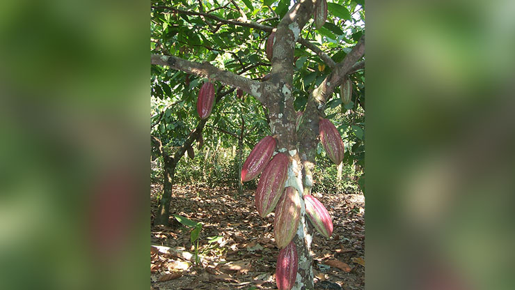 Cacao en Norte de Santander