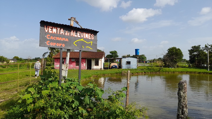 Son productores de alevinos de primera calidad. 