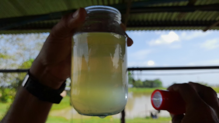 Alevinos de cachama en San Antonio de Caparo 