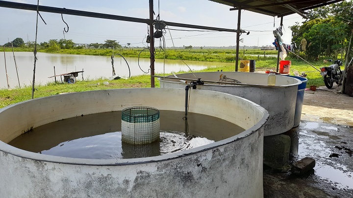 Producción de cachama en San Antonio de Caparo 