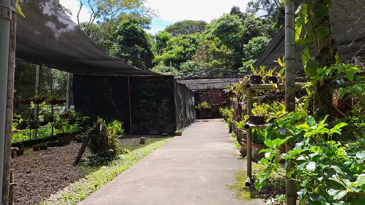  Al menos 20 tipos de orquídeas se han extinguido en Venezuela. Foto Anggy Polanco / La Opinión 