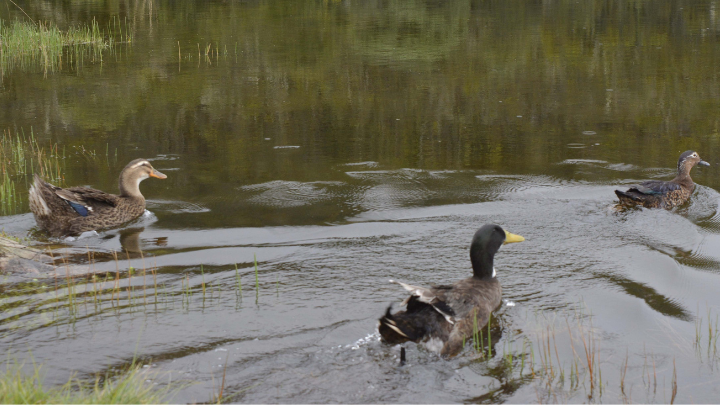La vida silvestre en la Laguna comagüeta