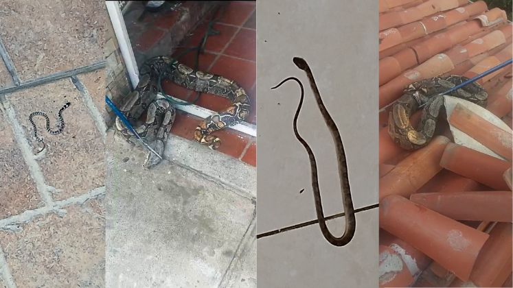 Serpientes venenosas y no venenosas