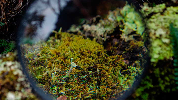 Pisos climáticos en Chile