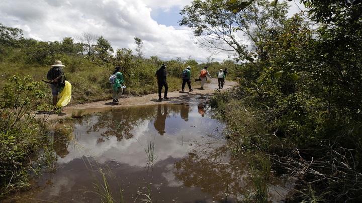 Camino a Caño Cristales, en el parque, es posible también ver especies únicas, gracias a la conservación.