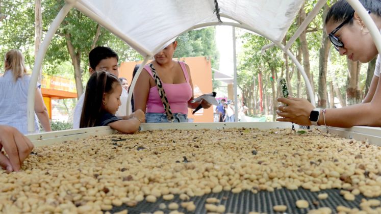 Café de Norte de Santander