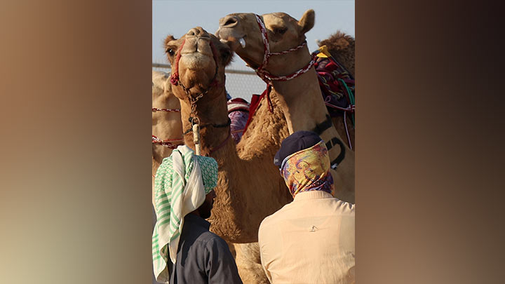 Carrera de dromedarios en Catar