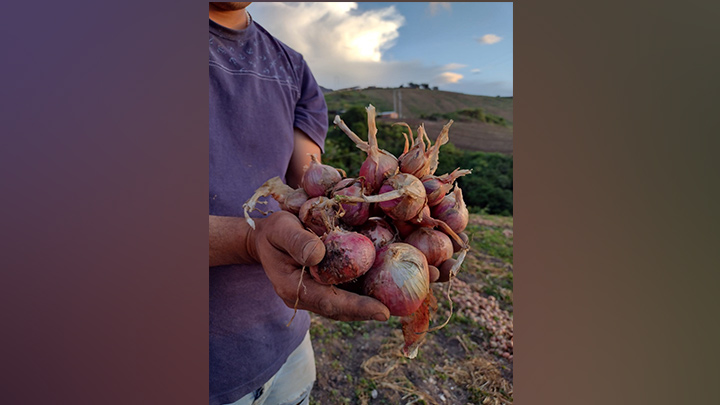 Producción por el suelo