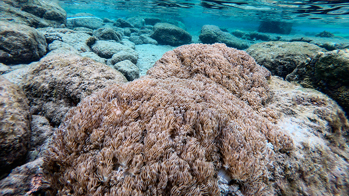 Coral Blando Venezuela