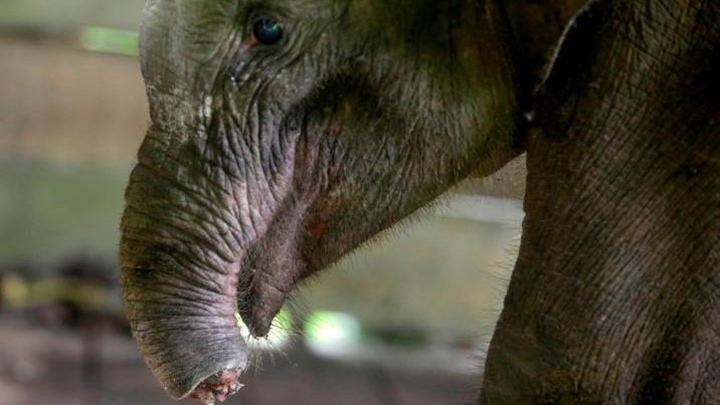 Murió cría de elefante tras perder la trompa en una trampa en Indonesia