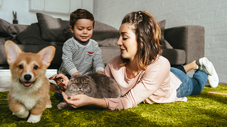 Familias prefieren tener más de dos mascotas en casa