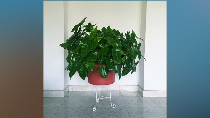 Premio en Horticultura.