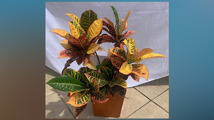 Horticultura