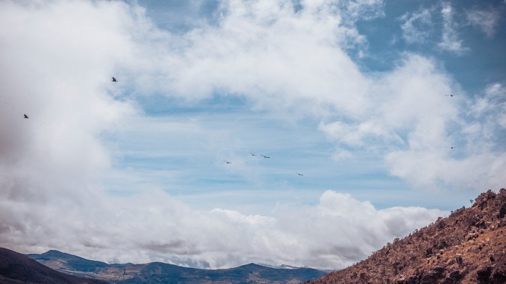 Festín de cóndores en el páramo del Almorzadero