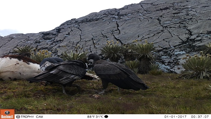 Festín de cóndores en el páramo del Almorzadero