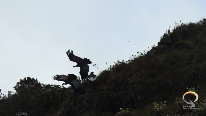 Festín de cóndores en el páramo del Almorzadero