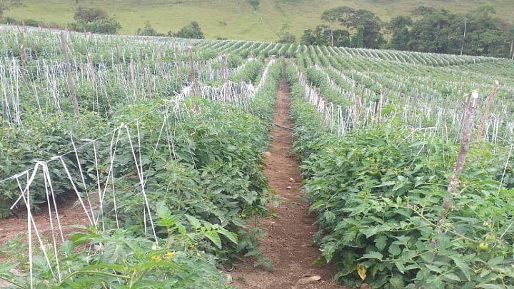 Los agricultores de este tipo de rubro deben contar con grandes presupuestos de dinero para finalizar cada corte.  Foto cortesía / La Opinión 