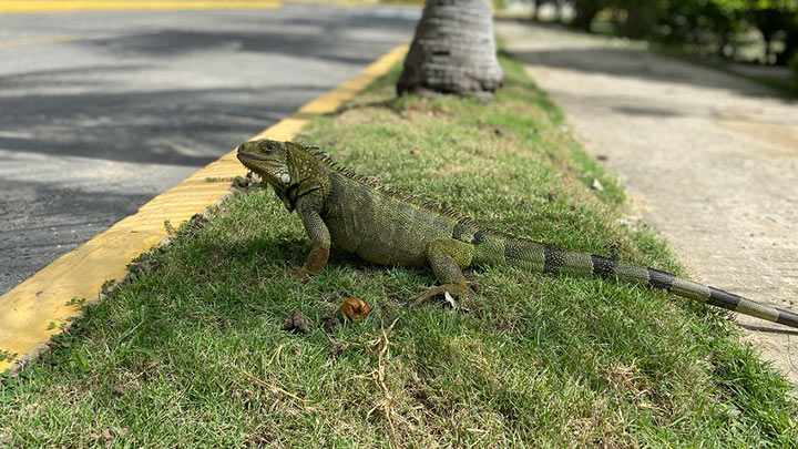 Animales atropellado