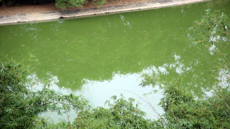 Laguna de oxidación