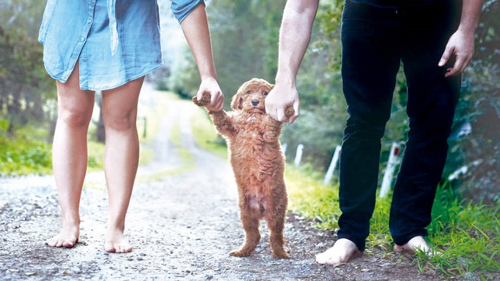 ¿Es malo ver a las mascotas como si fueran hijos?/Foto: internet