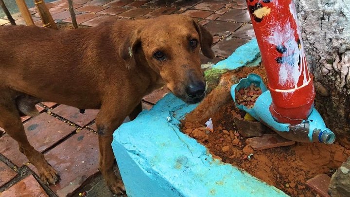 Animales en las calles