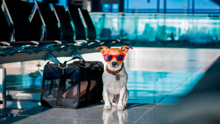 Mascotas al viajar