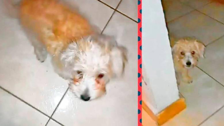 Monster era el más consentido de una familia de cuatro perros