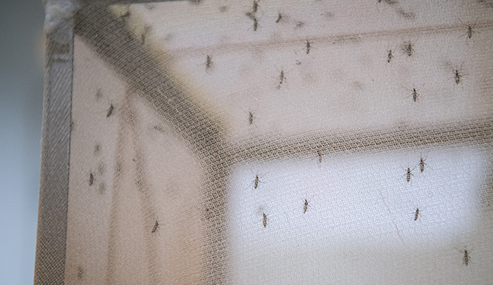 Propagación de la malaria.