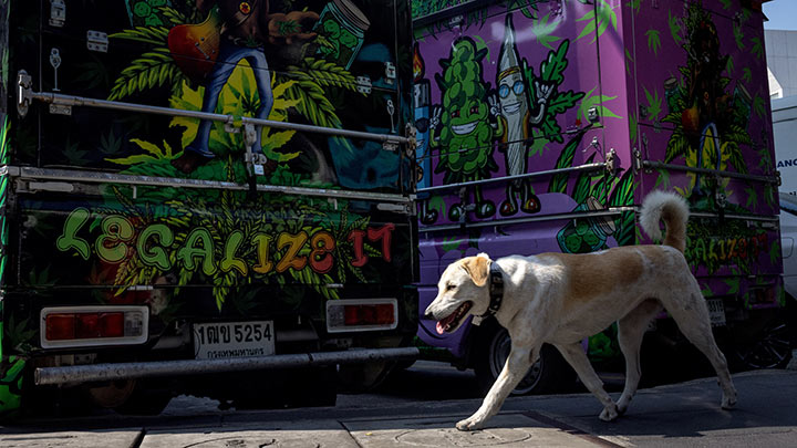 Cannabis legal en Nueva York