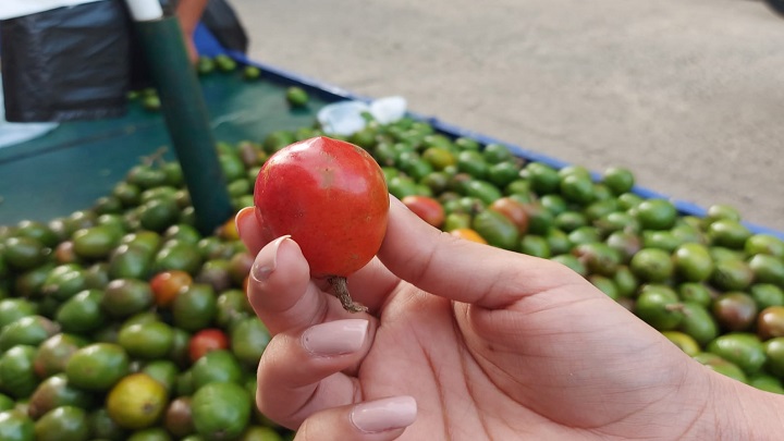  Uno de los atractivos del mes de agosto es la cocota que la gente la consume sola, con sal, pimienta o limón para armonizar momentos de esparcimiento con familiares y amigos. 