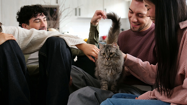 Perros y gatos son  las mascotas domesticas más preferidas por los hogares cucuteños