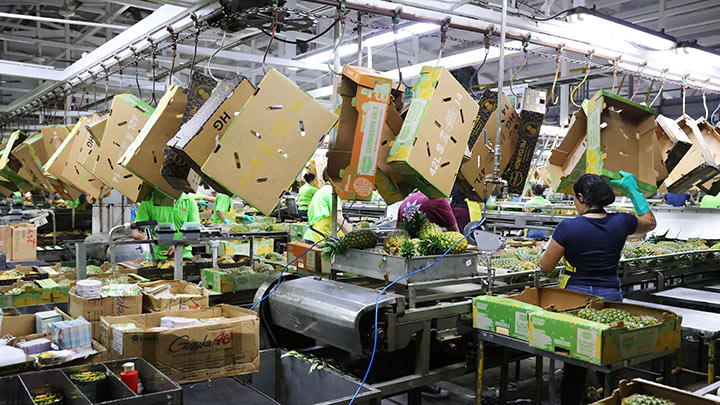 Piña rosada de Costa Rica 