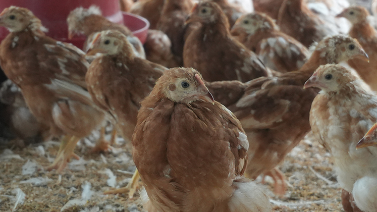Pollitas ponedoras. Foto La Opinión