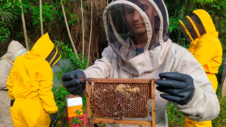 Apicultura en el Catatumbo