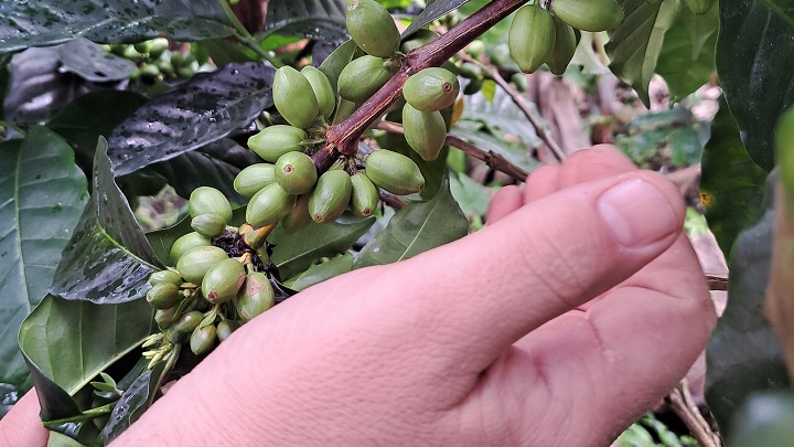  El café Monte Claro puede recuperar el prestigio de la caficultura venezolana.