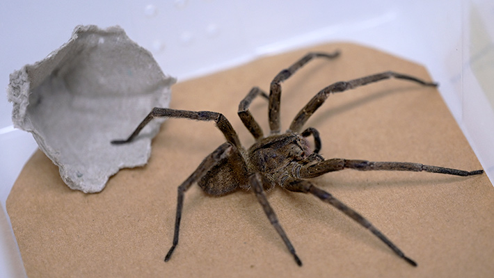 Disfunción eréctil