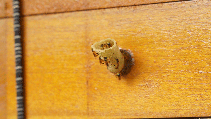 La miel de las abejas meliponas contiene múltiples propiedades.