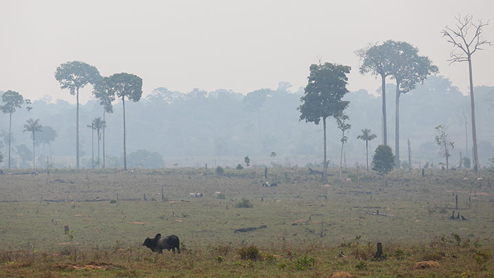 Si no luchamos por la Amazonía, "nadie dice nada", clama líder indígena./Foto: AFP