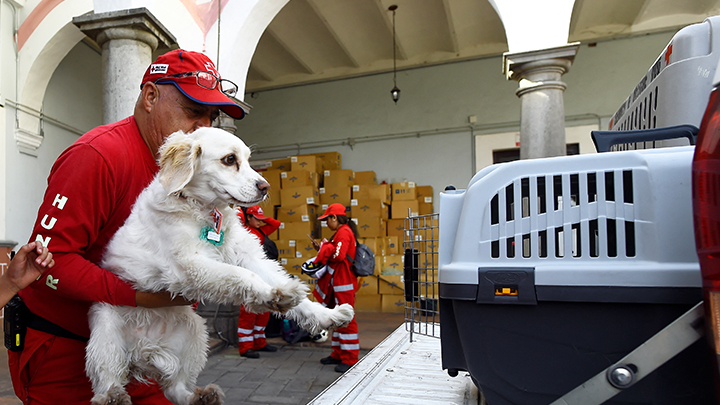 ¡Perros que salvan vidas! Así es el entrenamiento de caninos en México