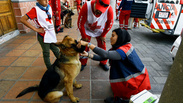 ¡Perros que salvan vidas! Así es el entrenamiento de caninos en México
